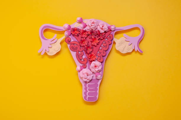 The women's reproductive system. The concept of endometriosis of the uterus. The women's reproductive system. The concept of endometriosis of the uterus. Beautiful art concept of gynecological diseases made of paper. Paper flowers. uterus stock pictures, royalty-free photos & images