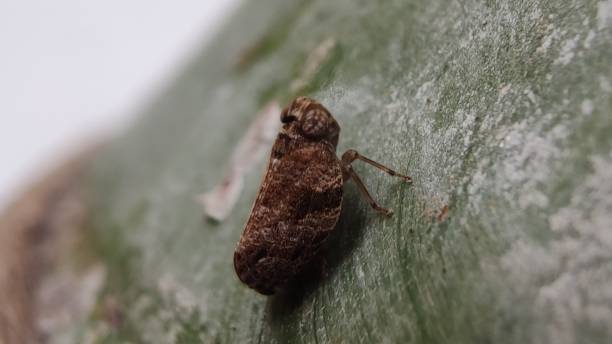 istock Froghopper, the jumping master of little insect 1206644998
