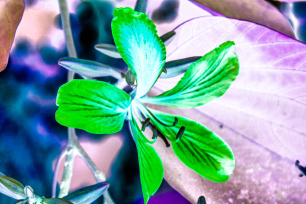 istock A picture of flowers 1206645023