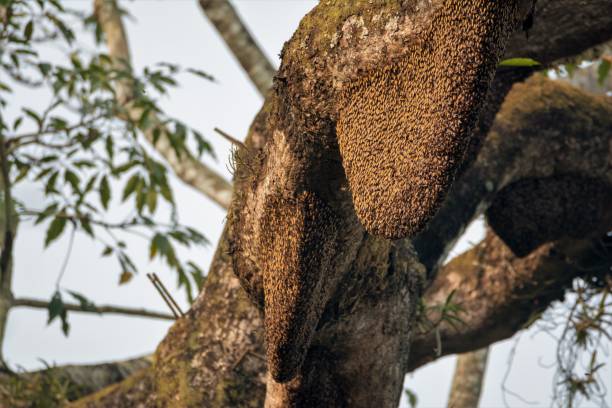 istock Wild honey bee hive on forest tree branch 1206645034