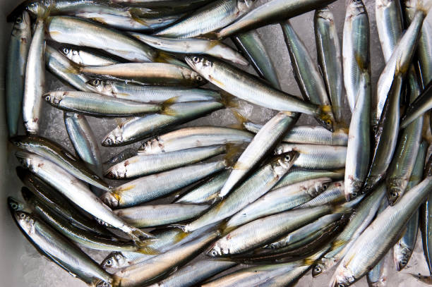 istock Sardines @ Kyoto Central Market 1206645056