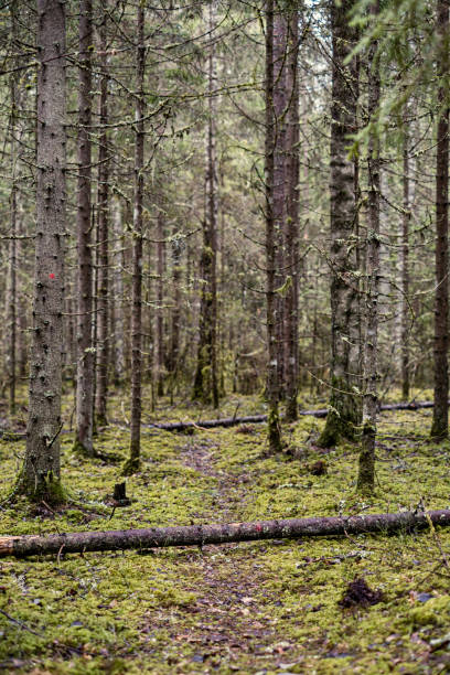 istock beautiful clean spruce tree evergreen forest park 1206645207