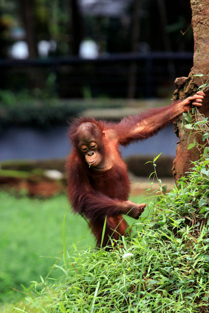 istock Sumatran orangutan baby is playing tree climbing. 1206646340