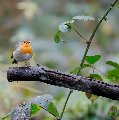 L 12,5-14cm.\nBreeds in woodland, gardens, parks, forest edge, generally with some dense vegetation and open areas; in N Europe prefers Spruce forest with some deciduous element (e.g. Birch), also mixed forest. Nests in hollow stump, bank, crevice etc.\nMigratory in N Europe.\nWary but by no means shy.\nFood insects, snails, worms.\n\nThe Robins we see in Winter are mostly migratory birds from N Europe.