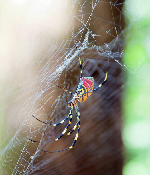 zbliżenie czerwonego, żółtego i czarnego pająka trichonephila clavata w pajęczynie, znanego również jako pająk joro, członek złotych pająków orb-web - orb web spider zdjęcia i obrazy z banku zdjęć