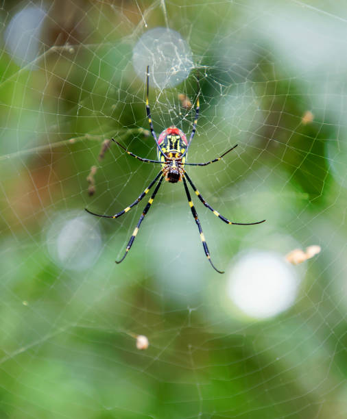 zbliżenie czerwonego, żółtego i czarnego pająka trichonephila clavata w pajęczynie, znanego również jako pająk joro, członek złotych pająków orb-web - orb web spider zdjęcia i obrazy z banku zdjęć
