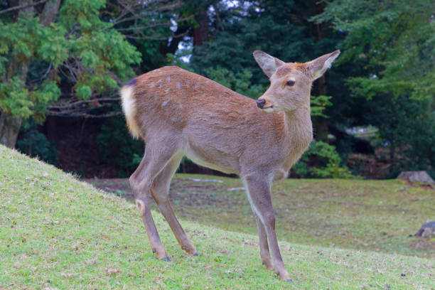 istock Deer standing on a meadow, a forest in the background 1206647047