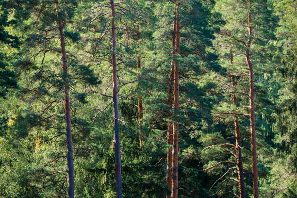 bella foresta di conifere sempreverdi in una chiara giornata autunnale. raggi solari attraverso i rami di pino. finlandia - clear sky branch tree trunk uncultivated foto e immagini stock