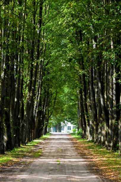 istock A dirt road through the tall mossy trees on a clear summer day. Warm sunlight and shadows. Latvia 1206648328
