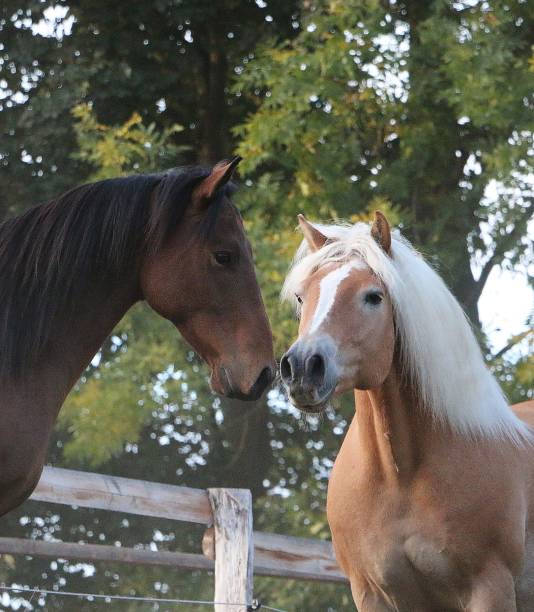 istock two kissing horses on the paddock 1206648686