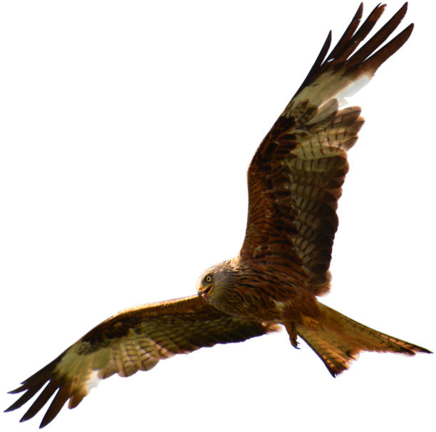 istock Red Kite in Search of Prey 1206648839