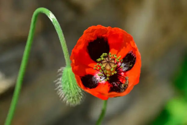 Macro of beautiful red poppy flower