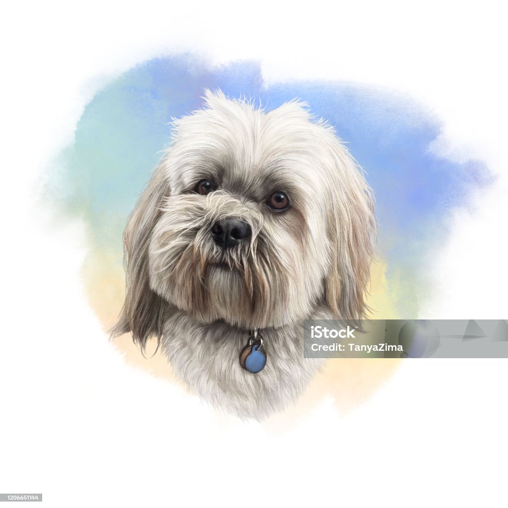 Lhasa Apso Dog Breed. Portrait of a white Lhasa apso dog on watercolor background. Lap Dog. Toy or Miniature Poodle. Realistic hand drawn illustration of pets. Animal art collection. Good for print T shirt, pillow, card Lhasa Apso stock illustration