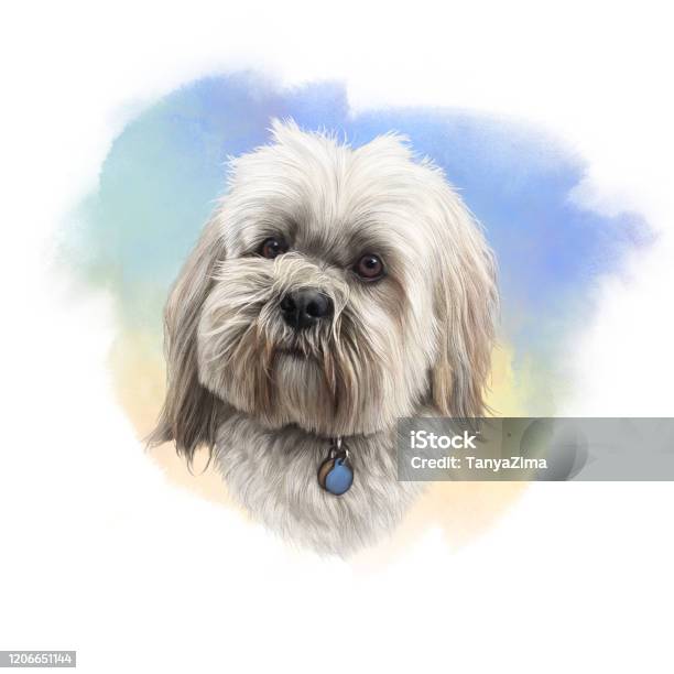 Lhasa Apso Dog Breed Stock Illustration - Download Image Now - Lhasa Apso, Shih Tzu, Watercolor Paints