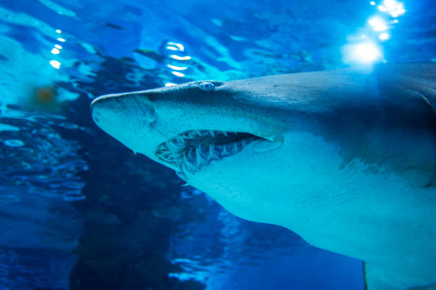 istock Big shark in deep blue water. 1206651869