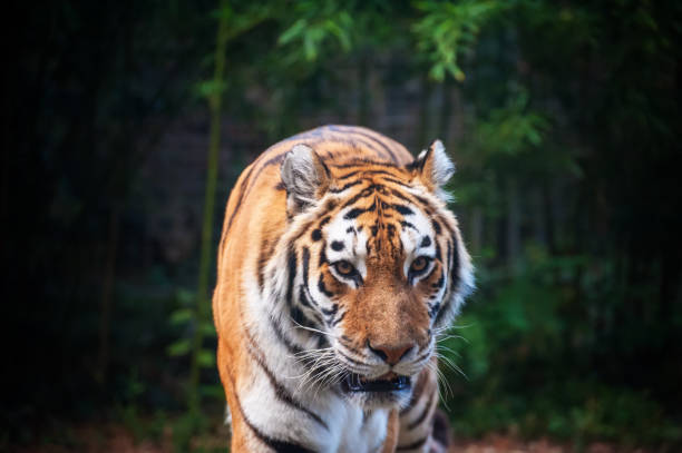 istock Tiger - Panthera tigris - close up portrait. 1206651905