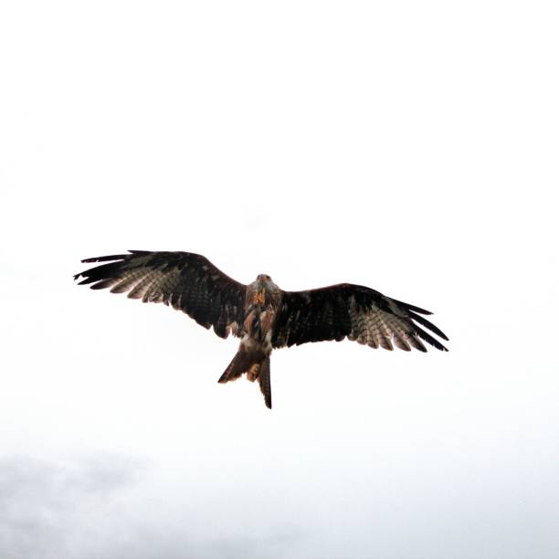Photo of A view of a Red Kite in flight