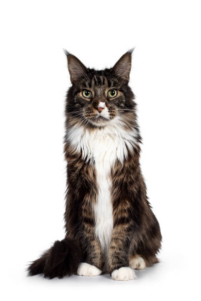 istock Senior Maine Coon cat on white background 1206653921