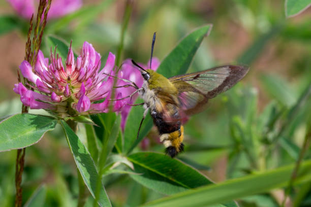 istock Hyles lineata is flying to a clover flower in a spring meadow. 1206654108