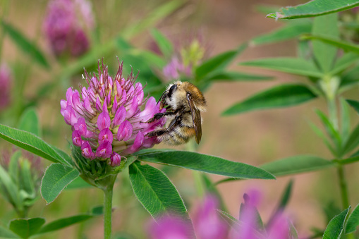 Honey bee is gathering pollen from a clover flower on a spring meadow. Animals in wildlife.