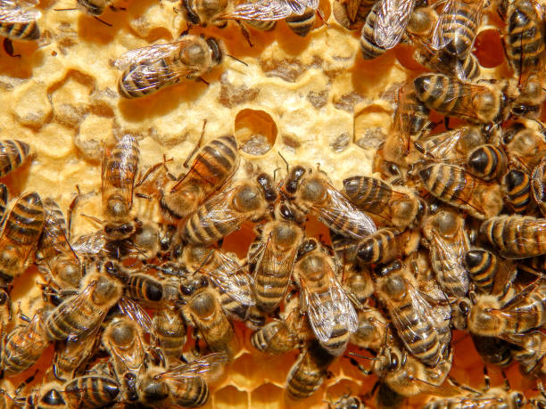 istock bee on honeycombs with honey slices nectar into cells. 1206654166