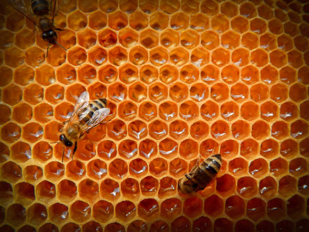 istock bee on honeycombs with honey slices nectar into cells. 1206654212