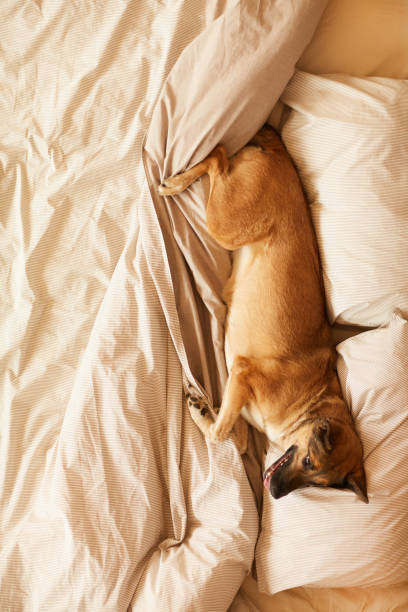 istock Dog in the bedroom 1206654985