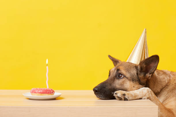 Dog has a birthday German shepherd in hat lying on the table and looking at the cake with candle it has a birthday animal mouth stock pictures, royalty-free photos & images