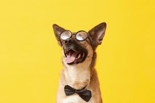 Funny German shepherd in eyeglasses and in necktie posing at camera against the yellow background