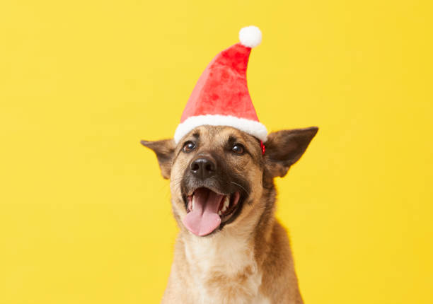 German shepherd in Santa hat posing at camera against the yellow background