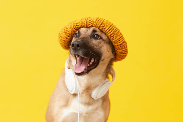 хипстерский портрет собаки - german shepherd audio стоковые фото и изображения