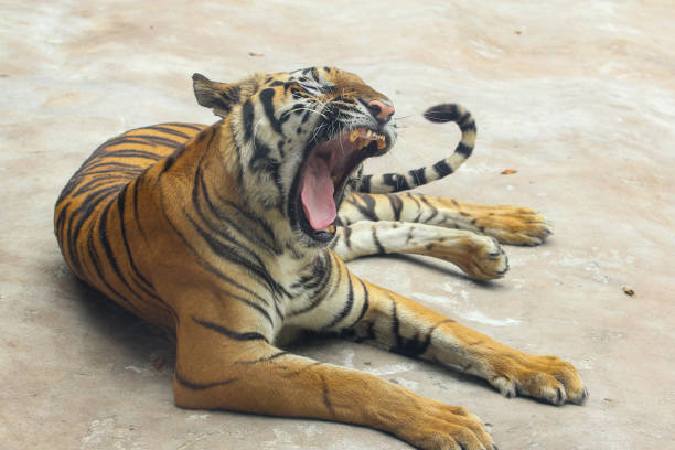 istock Close up rest tiger on cement floor in thailand 1206655340