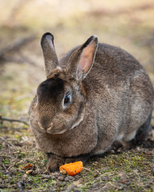 istock A brown dwarf rabbit sitting in the grass and eating a carrot 1206655346