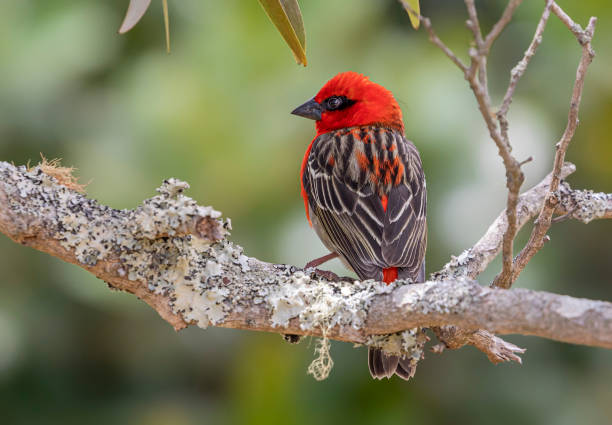istock Close-up view of a Red Fody (Foudia madagascariensis) 1206655422