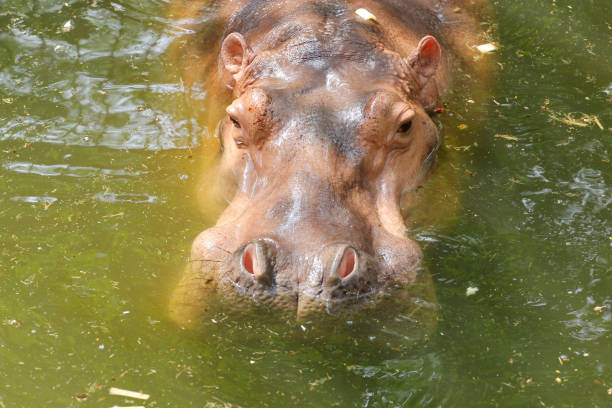 istock the hippopotamus rest in river at thailand 1206655693