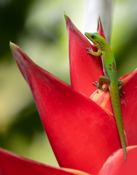 istock Close-up view of Gold dust day gecko (Phelsuma laticauda) 1206655712