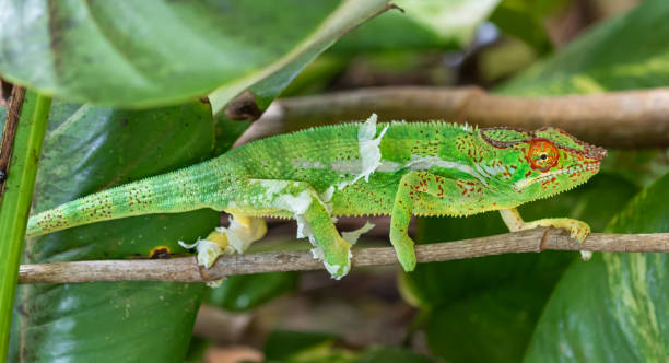 istock A male Panther chameleon (Furcifer pardalis) 1206655761