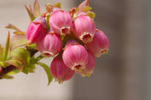 Spring blooms