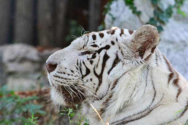 istock White tiger portrait, profile, blurred background 1206658766