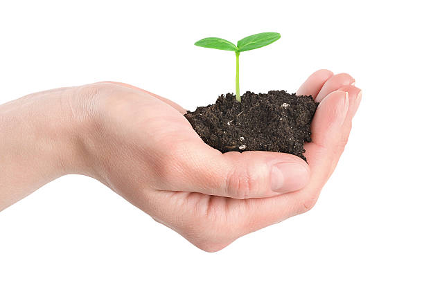 istock Human hands and young plant isolated 120665968