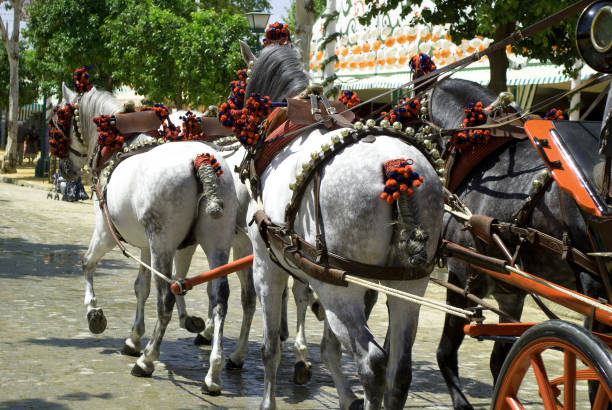 carruajes y caballos en las fiestas tradicionales de españa - malaga seville cadiz andalusia fotografías e imágenes de stock