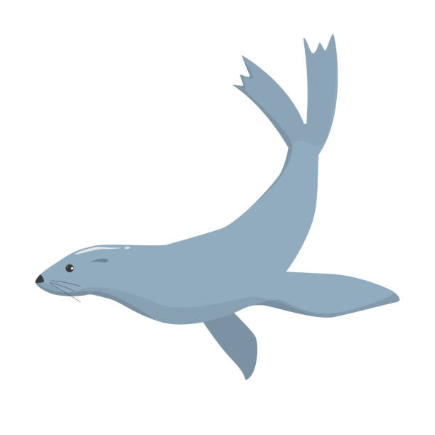 illustrazioni stock, clip art, cartoni animati e icone di tendenza di vettore di tenuta isolato. animale sottomarino - sea lion