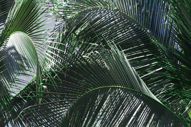 istock leaves bush of palm or tree with sum light in summer beach concept 1206661477