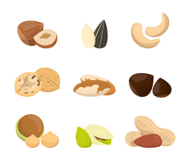 вектор сбора орехов изолирован. натуральная пища - nut walnut almond brazil nut stock illustrations