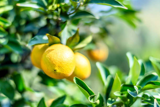 The oranges ripen in the orchard