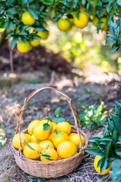istock The oranges ripen in the orchard 1206662736