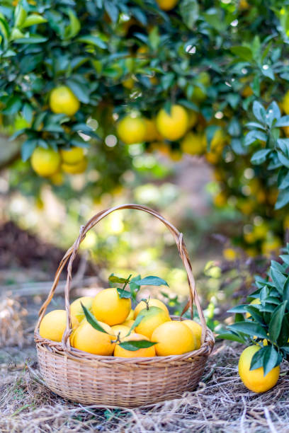 istock The oranges ripen in the orchard 1206662764