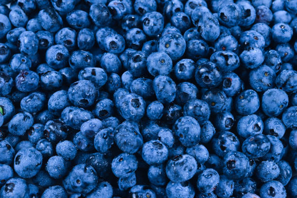 istock Fresh blueberry background. Texture blueberry berries close up. 1206665238