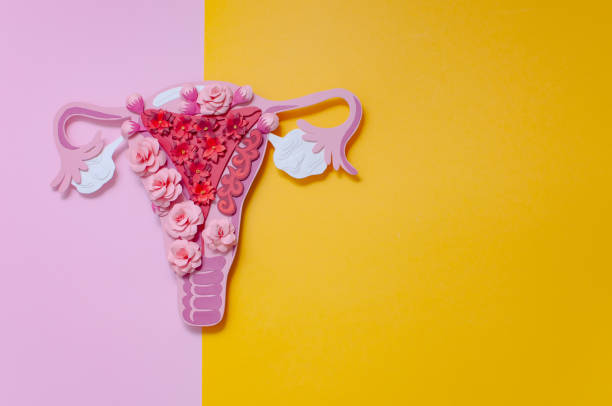 istock Concept endometriosis. The women's reproductive system, copy space for text 1206665355