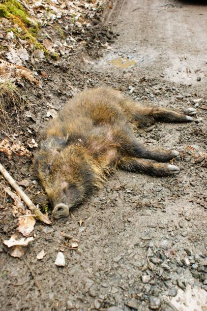 istock Dead wild hog, wild bear, wild pig 1206665388